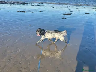 English Springer Spaniel dogs Eddie - Advert 7