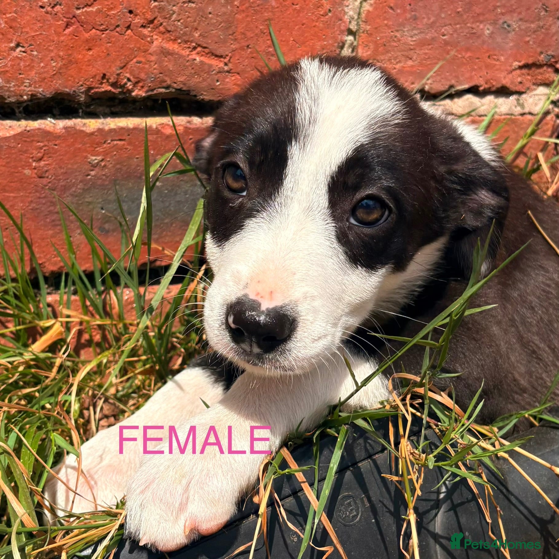 Border Collie dogs READY NOW - Border Collies  - Advert 2
