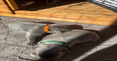 Staffordshire Bull Terrier dogs - Advert 4