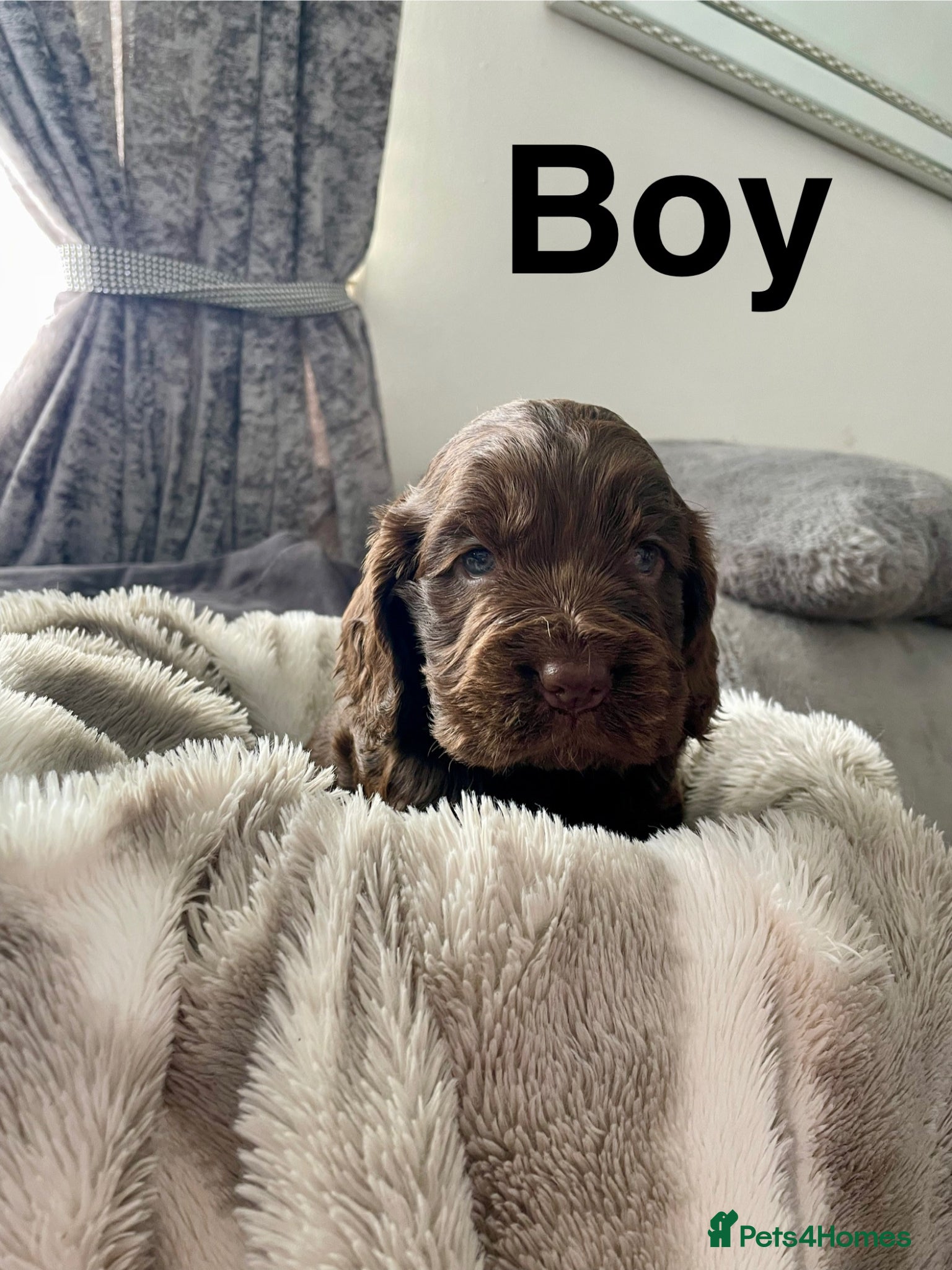 Cocker Spaniel dogs Stunning show cocker spaniel puppy’s  - Advert 2