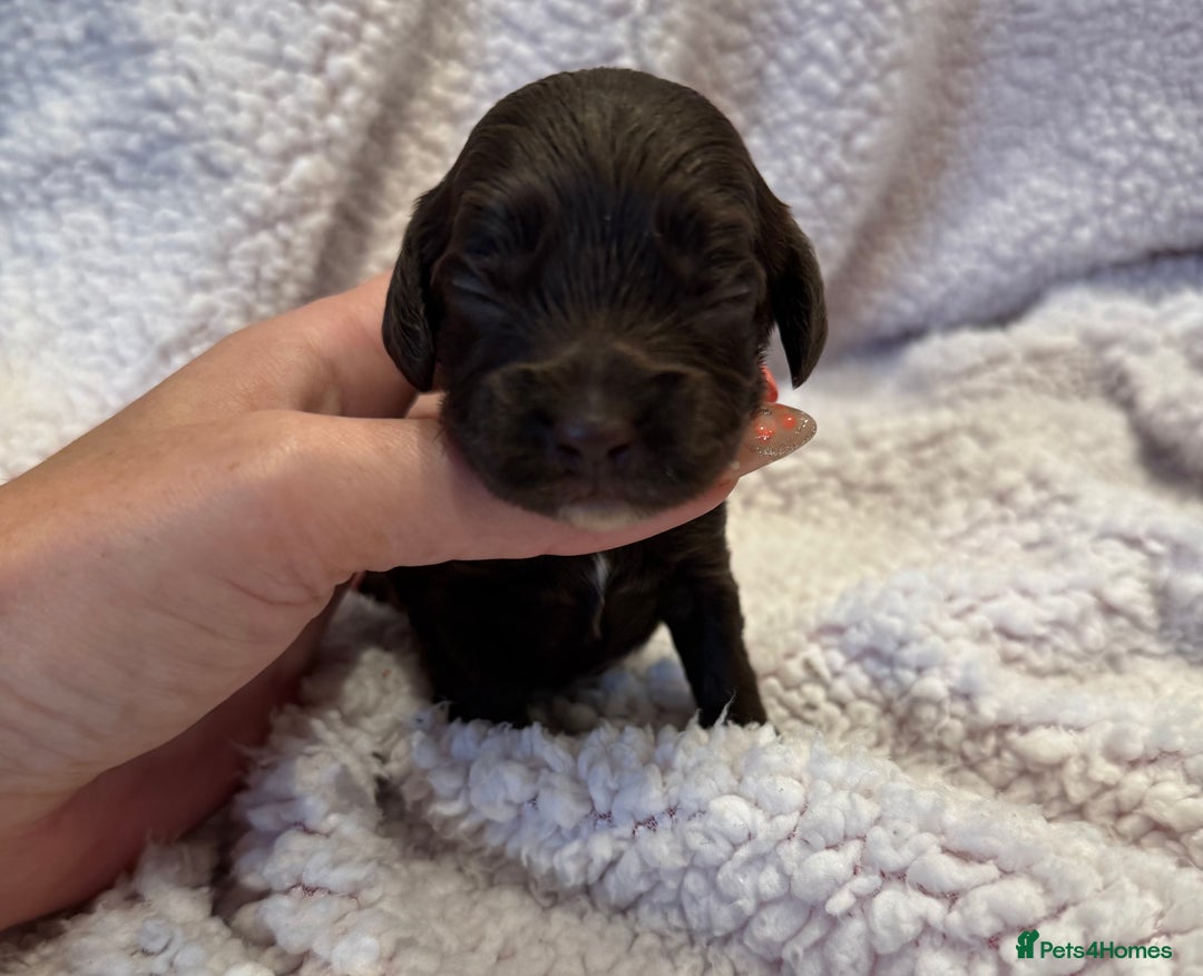 Cockapoo dogs for sale: F1 health clear stunning cockapoos - Image 23