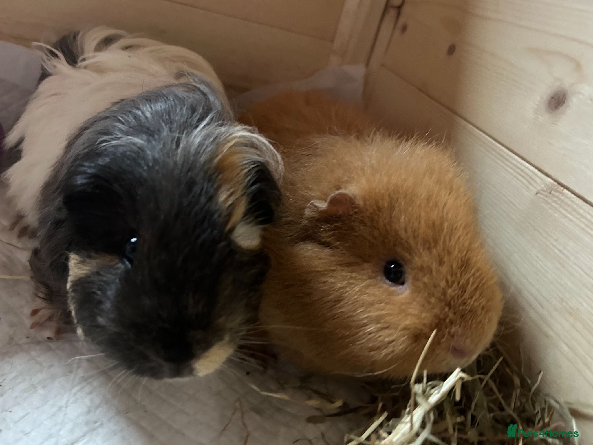 Guinea Pig rodents 2 boy guinea pigs to be sold together - Advert 3