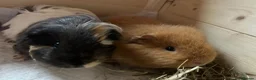 Guinea Pig rodents for sale: 2 boy guinea pigs to be sold together in Cramlington - Advert 1