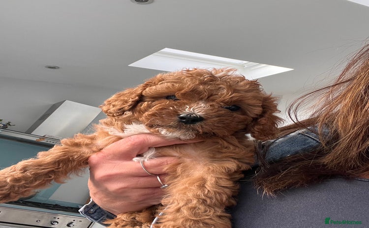 Cavapoo dogs - Advert 7