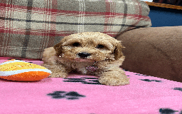 Cavapoochon dogs for sale: Cavapoochon puppies ready for new forever home💕 - Advert 21