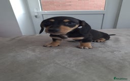 Dachshund dogs for sale: READY NOW - Miniature dachshunds cream girls  - Image 8