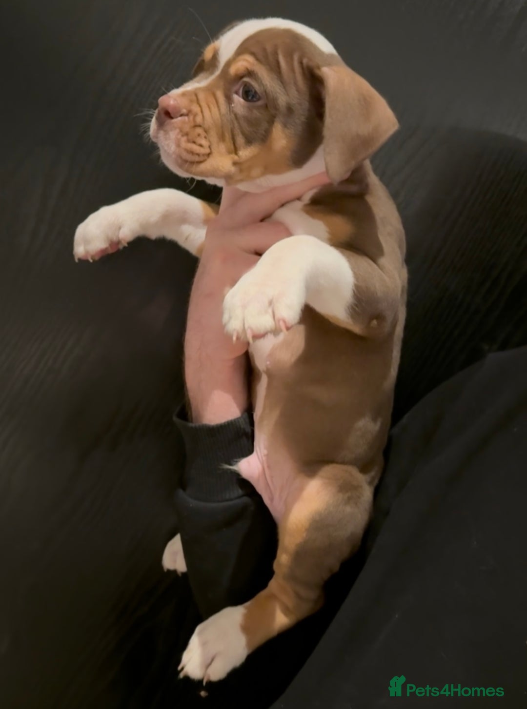 Olde English Bulldogge dogs for sale: Olde English bulldog puppies  - Advert 16