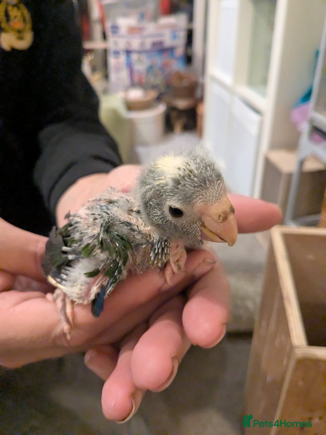 Gallery Image {{count}}