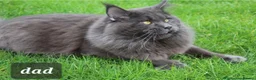 Maine Coon cats for sale: GCCF REGISTERED MAINE COON KITTENS - Advert 20