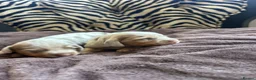 Miniature Dachshund dogs for sale: HEAD TURNING ISABELLA DAPPLE DACHSHUNDS  - Advert 4