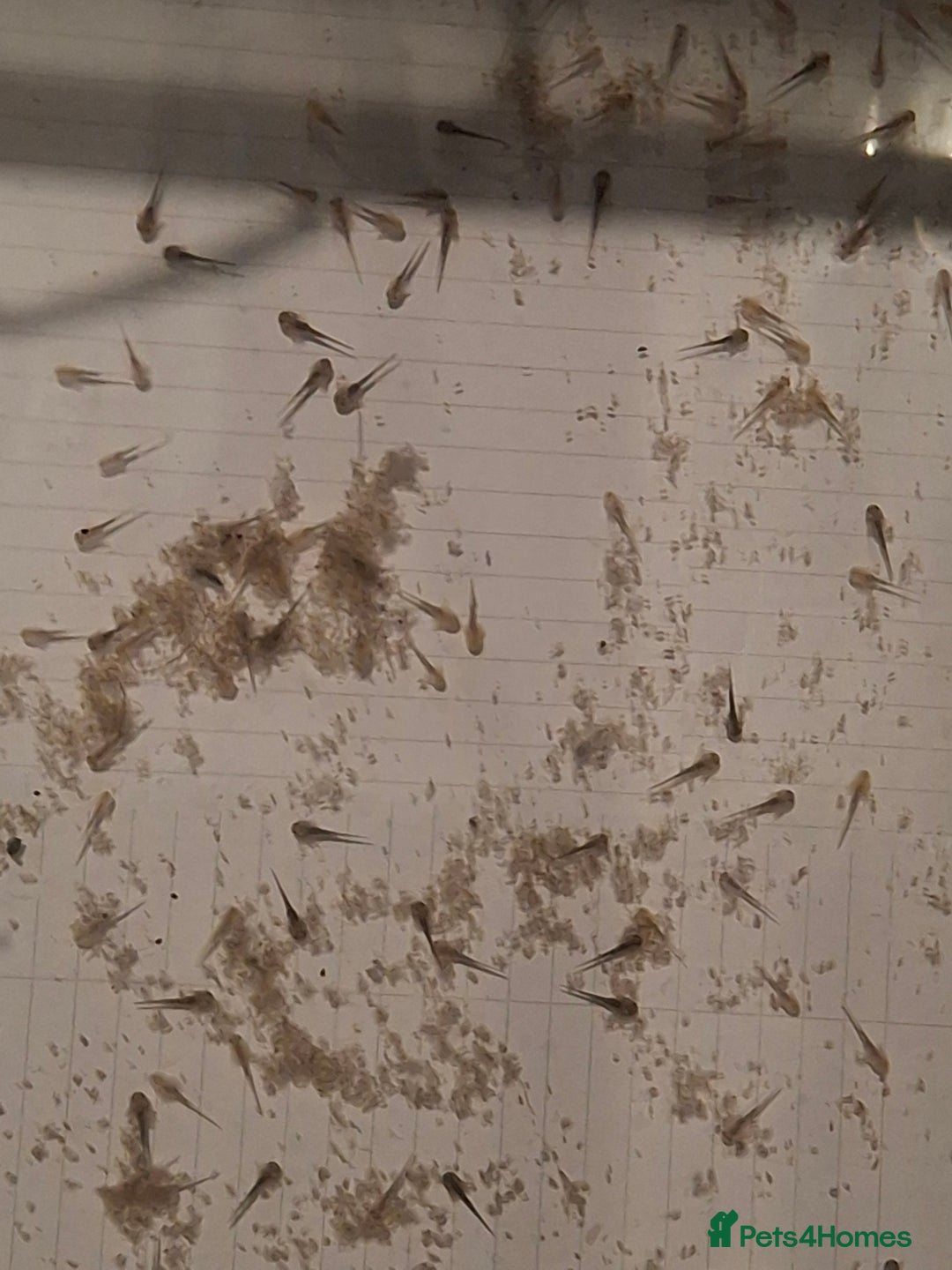 Mixed Breed invertebrates for sale: Axolotls Newly hatched - Advert 4