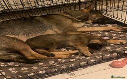 Mixed Breed dogs for sale: german czech shepherd / belgian malinois - Image 4