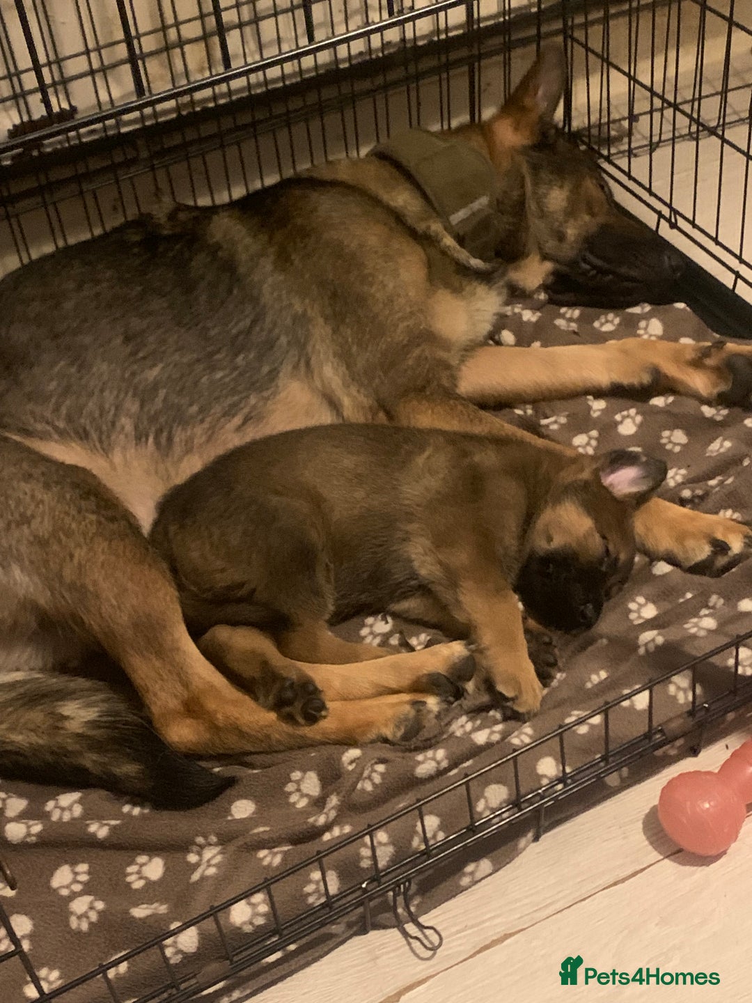 Mixed Breed dogs for sale: german czech shepherd / belgian malinois - Image 4