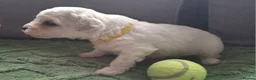 Bichon Frise dogs for sale: Dogs for sale  - Advert 7