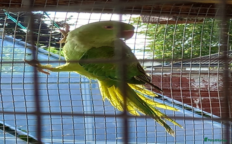 Parakeets birds - Advert 13