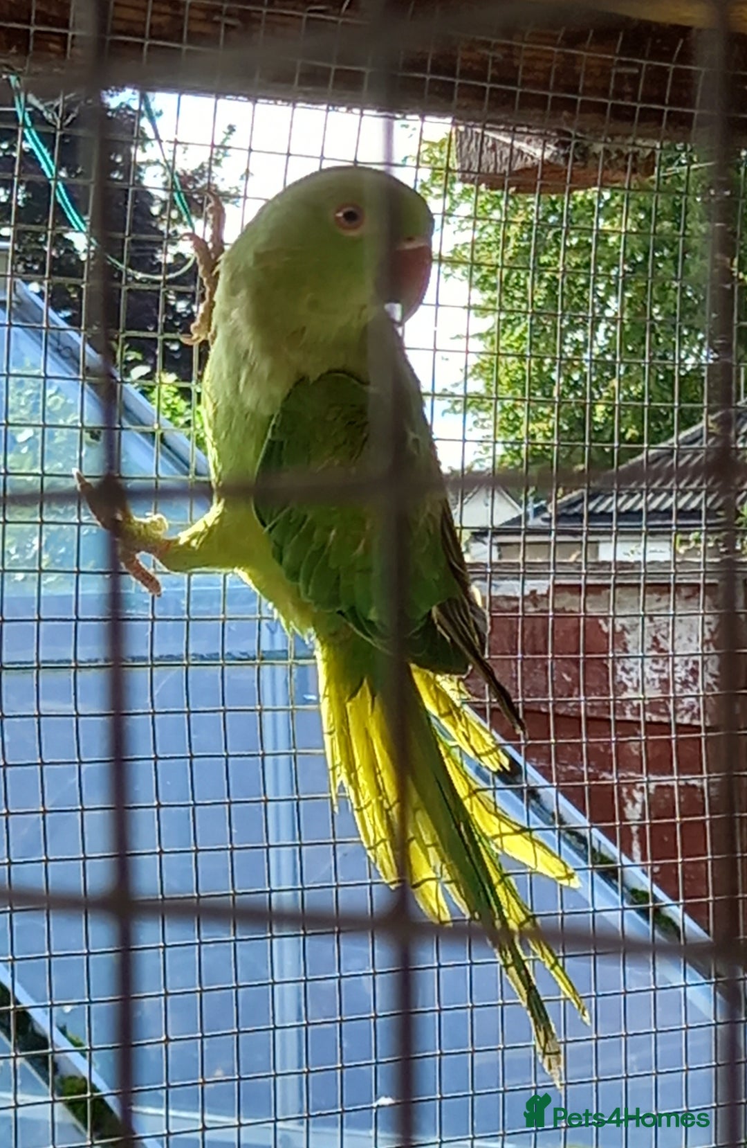 Parakeets birds for sale: Indian ringneck parakeet for sale £100 each - Image 1