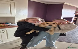 Mixed Breed dogs for sale: 1 year old for sale  - Image 3