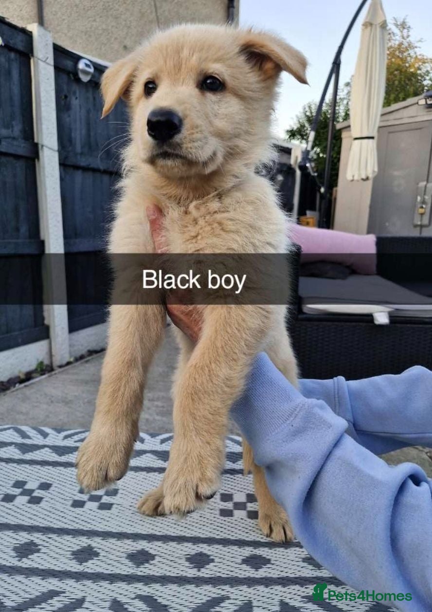 German Shepherd dogs 8 pups available   - Advert 2