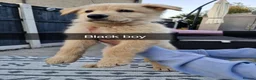 German Shepherd dogs for sale: 8 pups available   in Doncaster - Advert 2