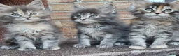 Maine Coon cats for sale: Pedigree tica mainecoon kittens - Advert 3