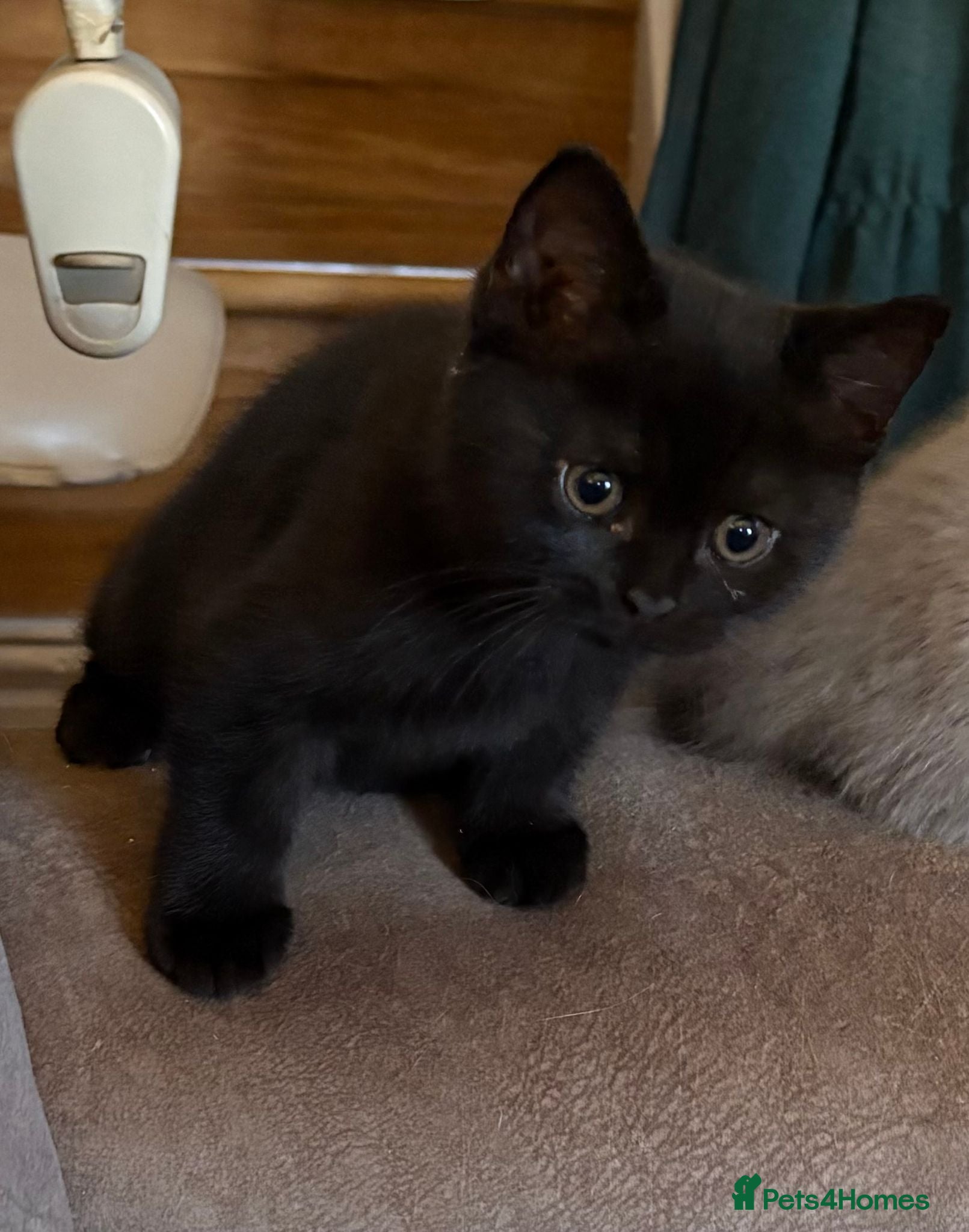British Shorthair cats Four beautiful BSH  babies available mid Septemebr - Advert 2