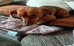 Dachshund dogs for sale: Beautiful mini Daschund  - Image 2