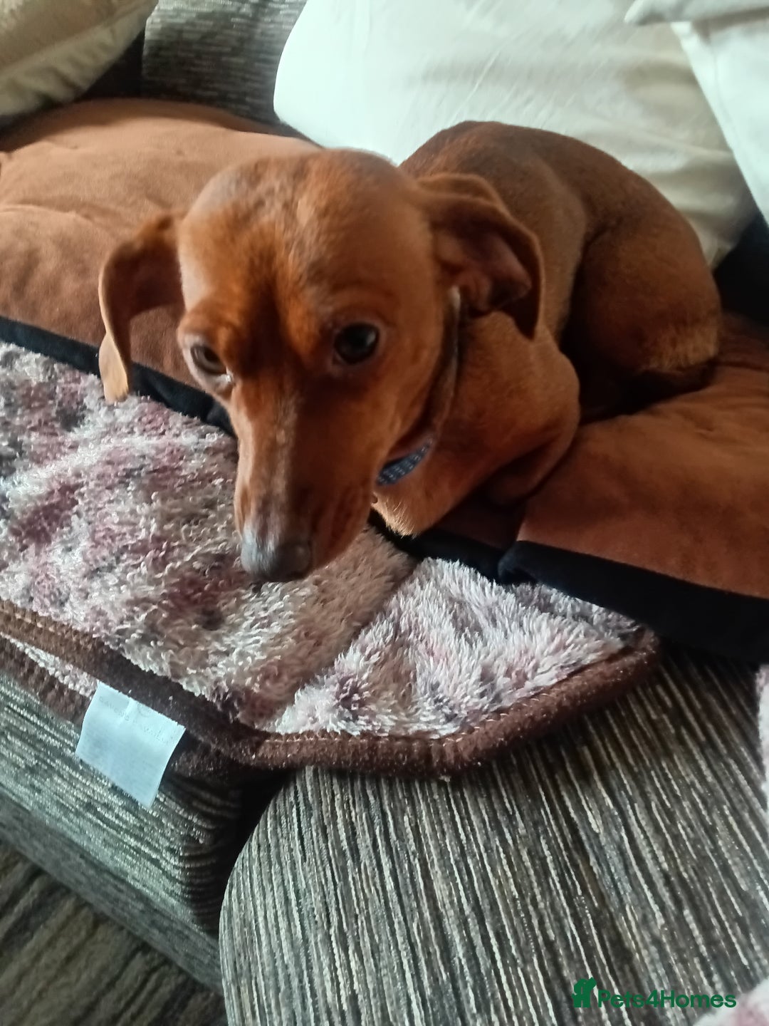 Dachshund dogs for sale: Beautiful mini Daschund  - Image 2