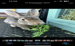 Rex rabbits for sale: 2 y/o Lavender - Image 6