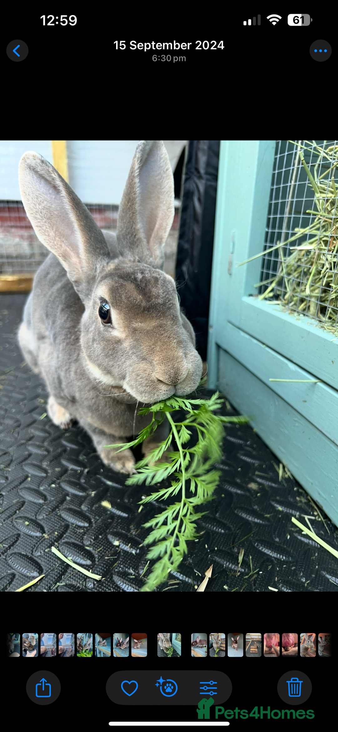 Rex rabbits for sale: 2 y/o Lavender - Image 6