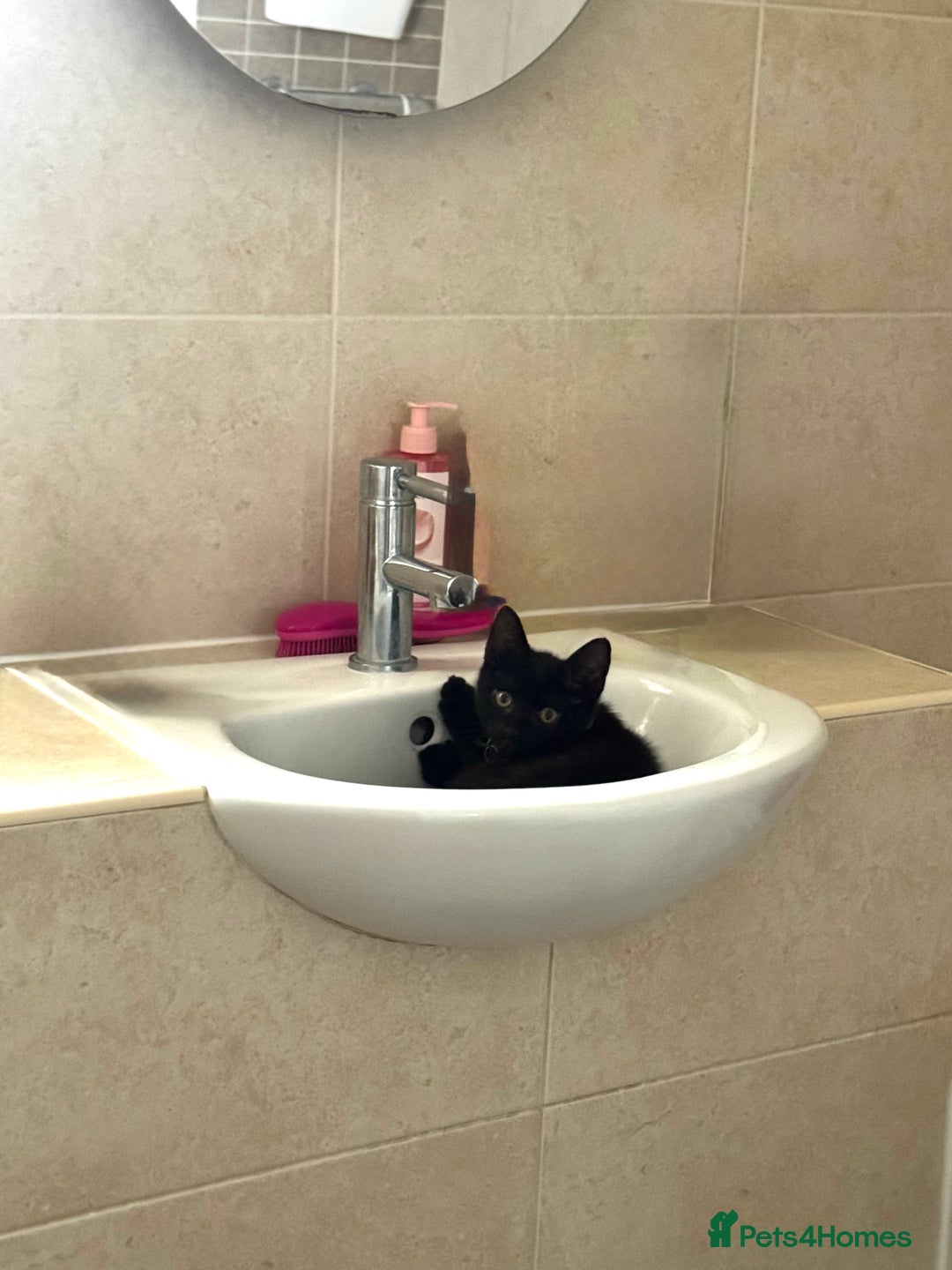 Mixed Breed cats for sale: 2 full black Kitten Ready for their Forever Homes - Image 12