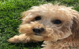 Cavachon dogs for sale: Golden Cavapoochon girl - Image 2