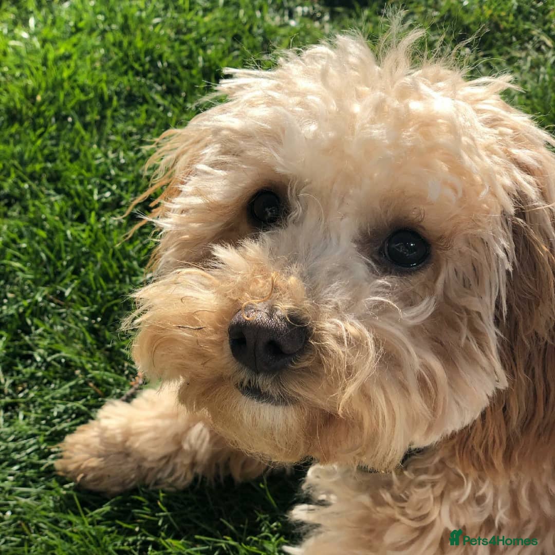 Cavachon dogs for sale: Golden Cavapoochon girl - Image 2