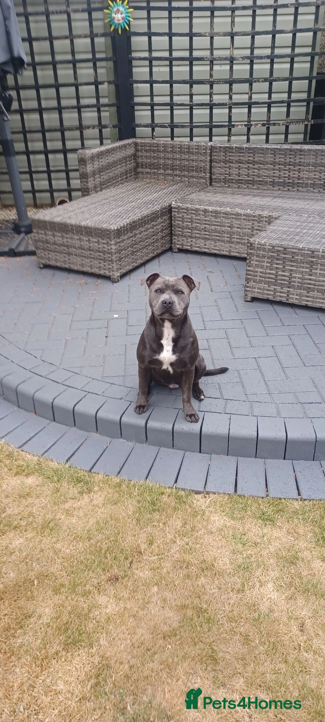 Staffordshire Bull Terrier dogs for sale: Blue Staffordshire Bull Terrier 7 Months old - Advert 1
