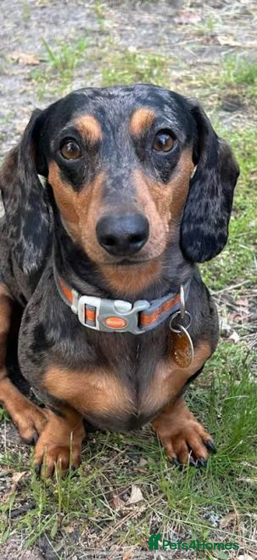 Dachshund dogs for sale: Dachsund puppy for sale - Advert 2