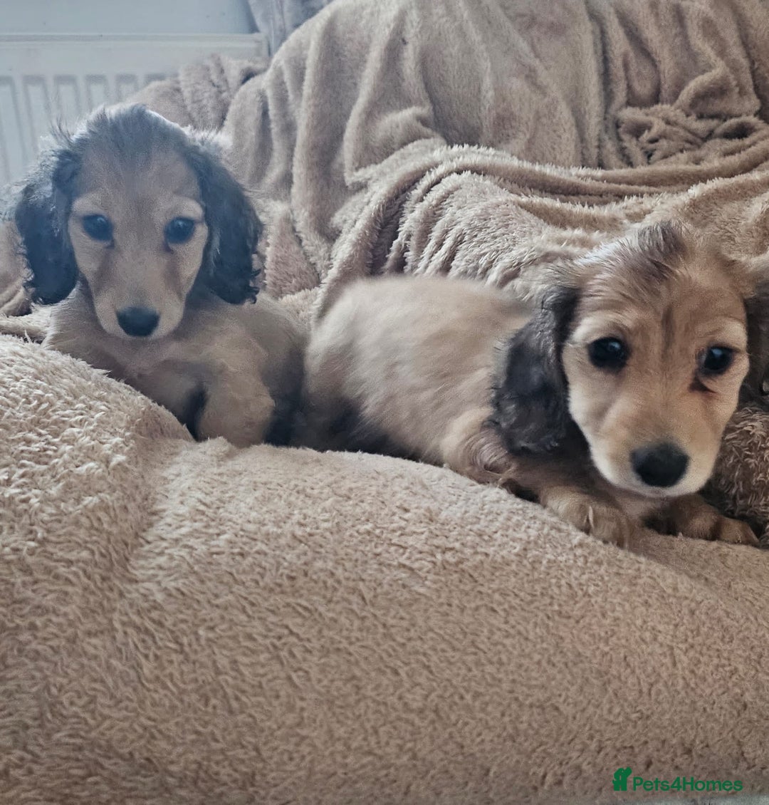 Dachshund dogs for sale: Miniature dachshunds - Image 36