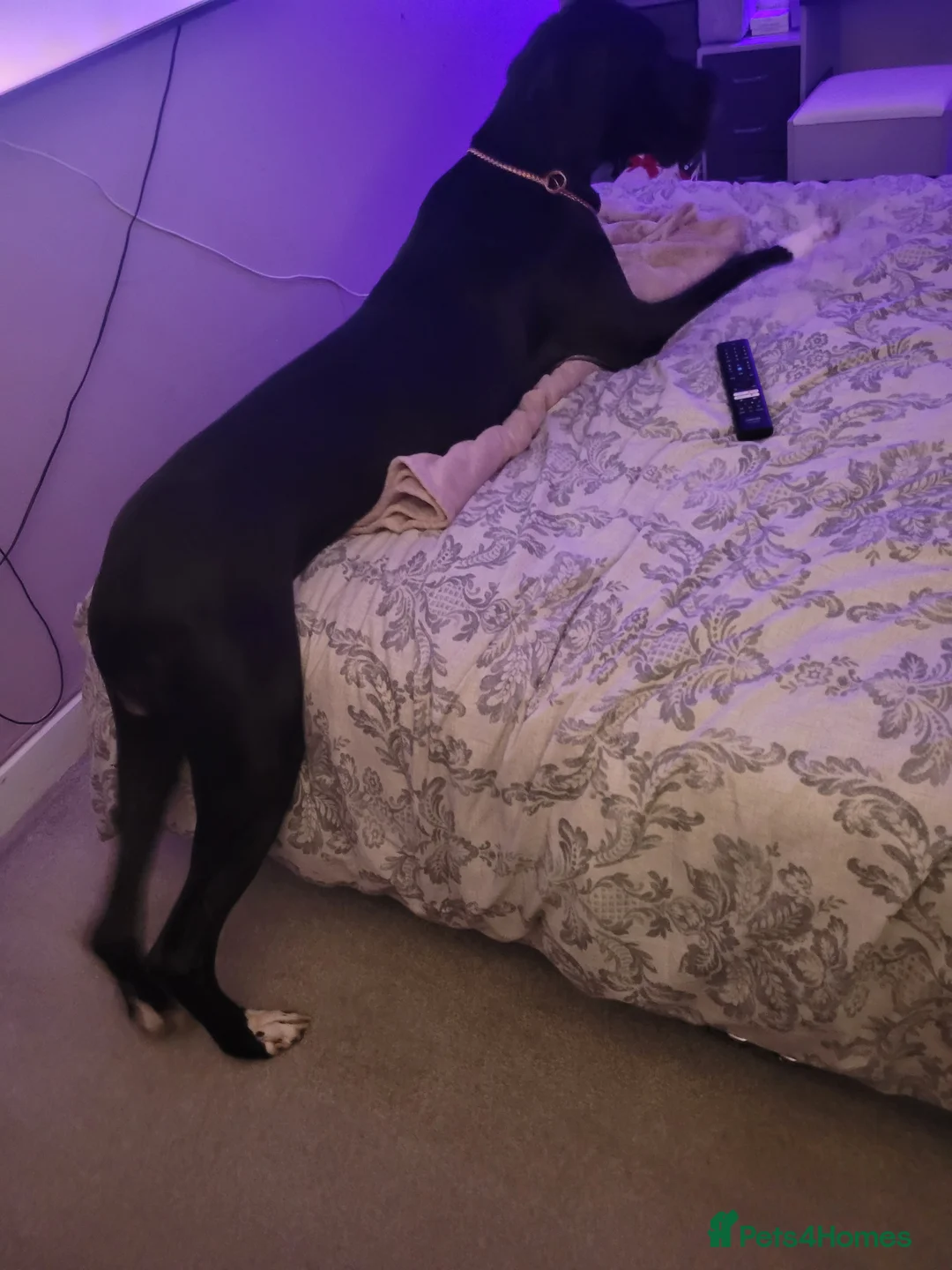 Great Dane dogs for sale: Dolcy - Advert 5