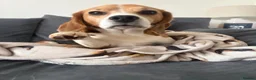 Beagle dogs for sale: Beagle  - Advert 4