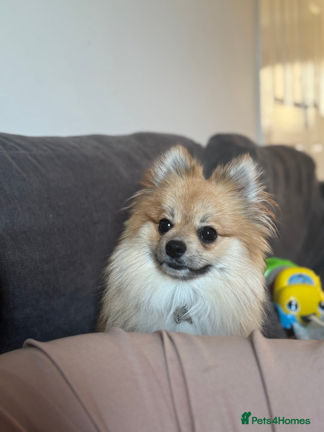 Pomchi dogs for sale: Male pomchi looking for his forever home ❤️ - Advert 1