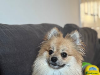 Pomchi dogs Male pomchi looking for his forever home ❤️ - Advert 1