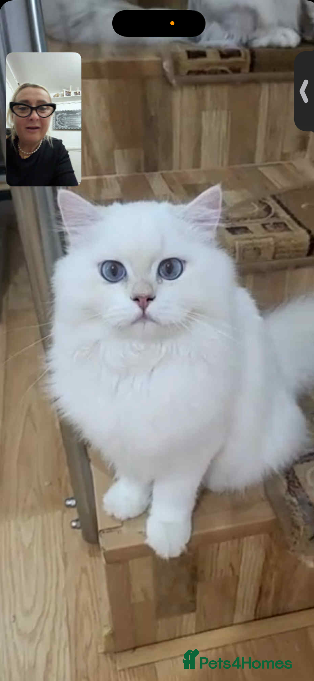 British Longhair cats for sale: British hair long - Advert 3