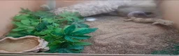 Gecko reptiles for sale: 2 male geckos with 1 setup  in Bridgend - Advert 3