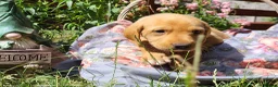 Springador dogs for sale: 6 beautiful springador Puppies fo4 sale - Advert 12