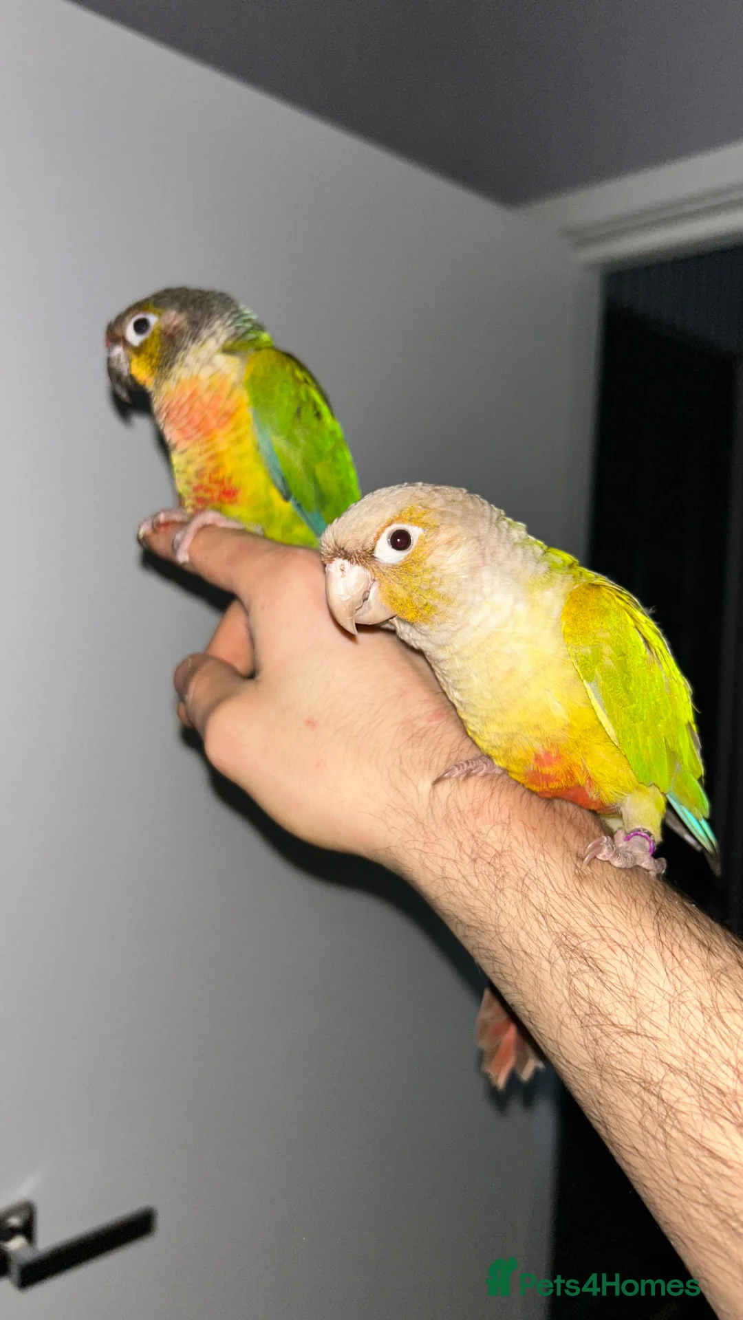 Conures birds for sale: Semi tame 2022 proven pair conure with DNA  - Advert 2