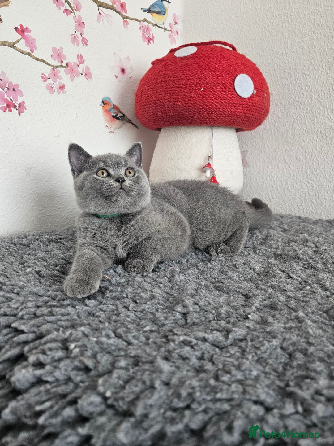 British Shorthair cats for sale: Gccf British Shorthair kittens  - Image 18