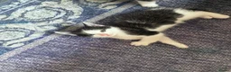 Domestic Shorthair cats for sale: Ms Smith  in Nottingham - Advert 8