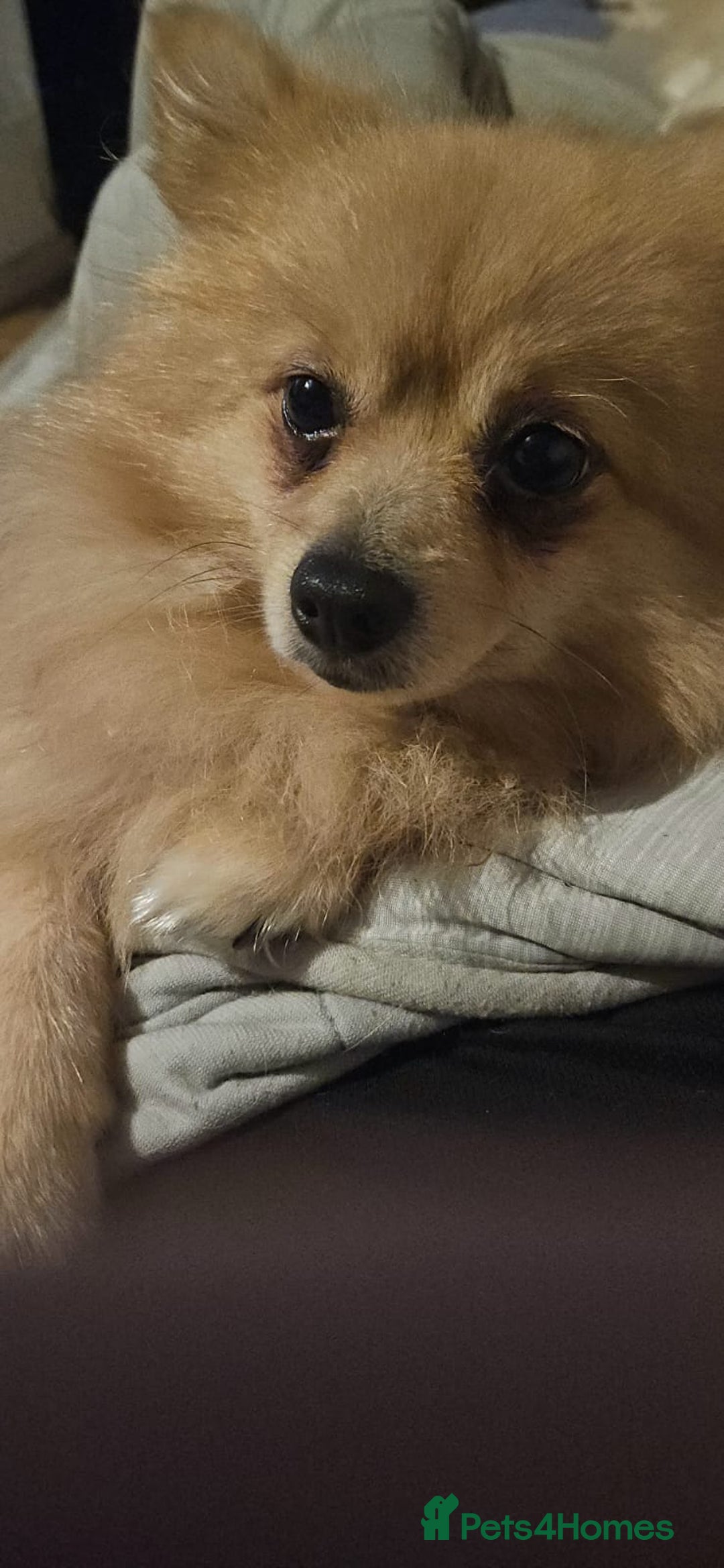 Pomchi dogs for sale: 🐻 Fluffy Rainbow Pomchis 🌈 - Advert 3