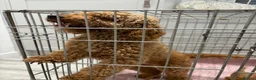Cavapoo dogs for sale: Red Cavapoo puppies  - Advert 9