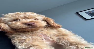 Cockapoo dogs - Advert 10