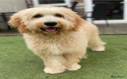 Mixed Breed dogs for sale: Mini Golden Doodle’s - Image 8