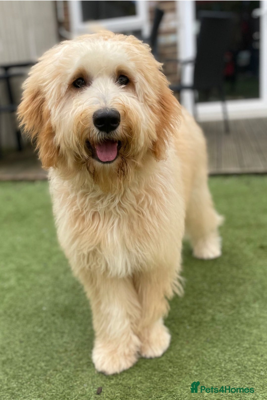 Mixed Breed dogs for sale: Mini Golden Doodle’s - Image 8